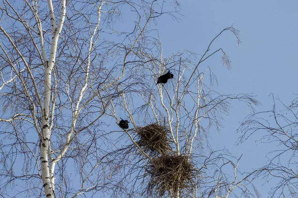 Rooks Birch Tree Spring — Photo