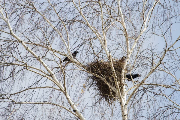 Rooks Birch Tree Spring — Stock Photo, Image