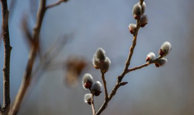 Bahar ormanlarında tomurcuklu söğüt dalları