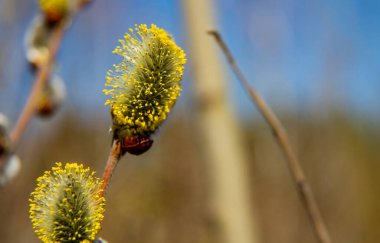 Bahar ormanlarında tomurcuklu söğüt dalları