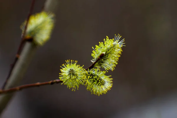 Willow Branches Buds Spring Forest — Stock Photo, Image