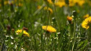 Şehir parkında çiçek açan karahindibalar