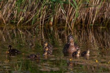 Nehirde ördek yavrularıyla ördek