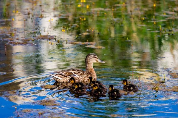 Pato Com Patinhos Rio — Fotografia de Stock