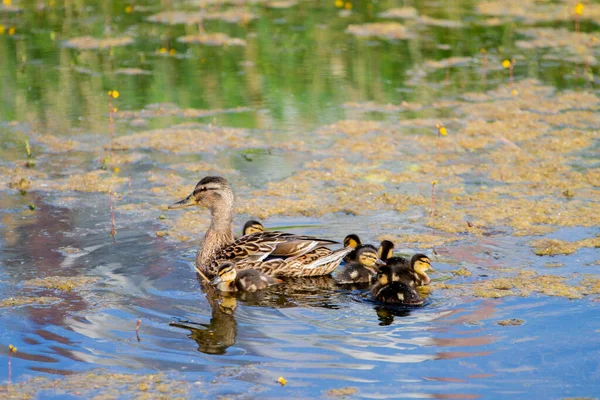 Pato Com Patinhos Rio — Fotografia de Stock