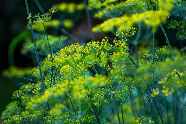 Dill Tak Tuin Zomer — Stockfoto