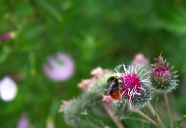 Yabanarısı yabani bir çiçekte