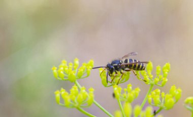 Dereotunun dalında bir eşek arısı
