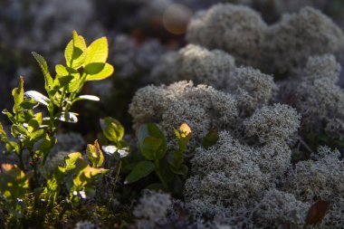 Güneşli bir günde ulusal parkta kızılcık çalısı ve liken.