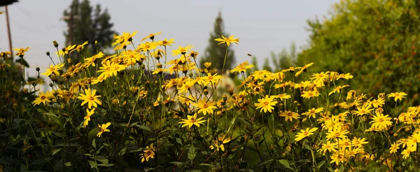 Thickets Yellow Flowers Summer Day — Stock Photo, Image