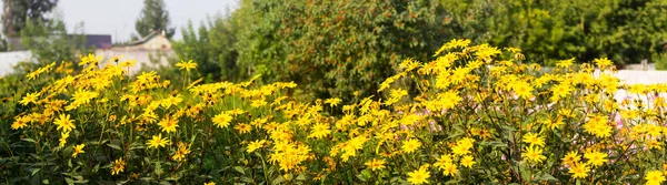 Bilhetes Flores Amarelas Dia Verão — Fotografia de Stock