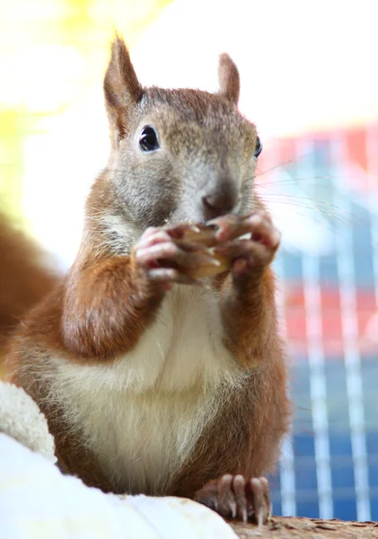 Hegymászás és eszik a kis mókus — Stock Fotó