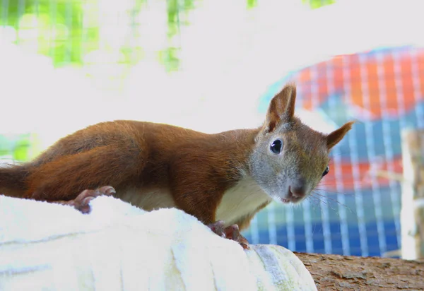 Escalada y comer pequeña ardilla — Foto de Stock