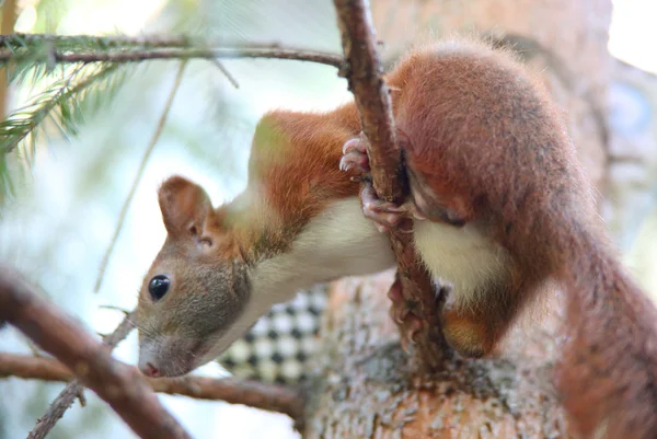 Hegymászás és eszik a kis mókus — Stock Fotó
