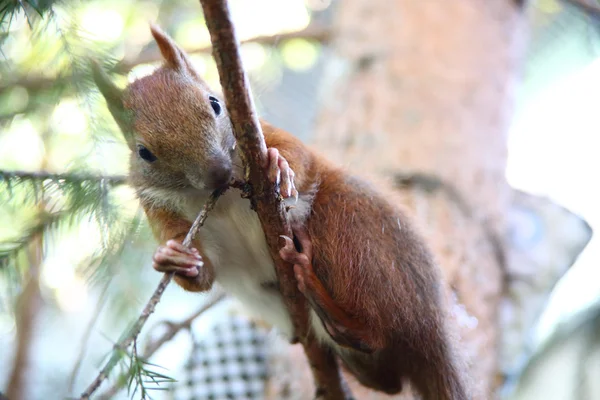 Escalada y comer pequeña ardilla — Foto de Stock