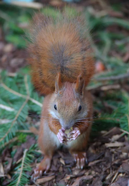 Climbing and eating little squirrel — Stock Photo, Image