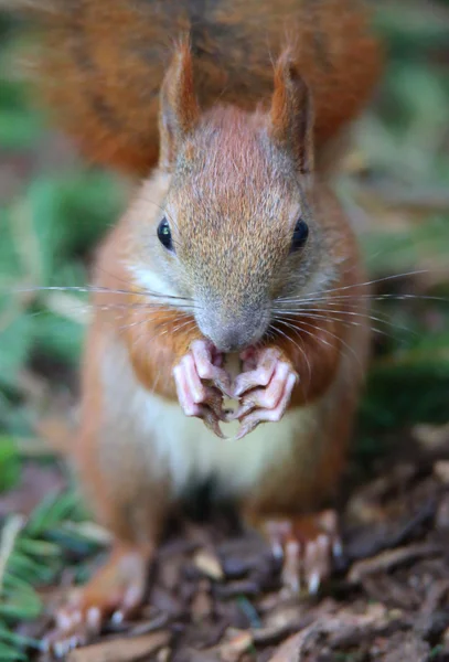Escalade et manger petit écureuil — Photo