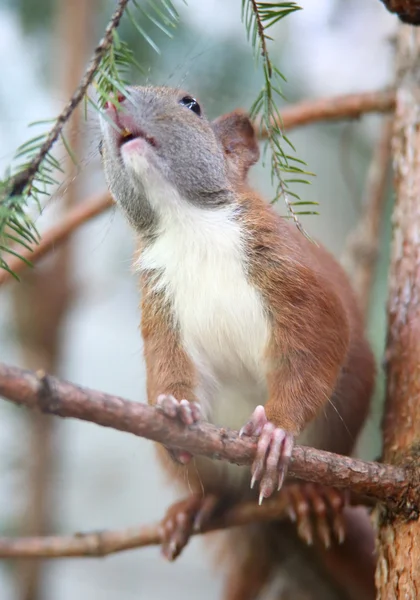 攀爬和吃小松鼠 — 图库照片