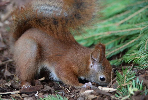 Klimmen en eten eekhoorn — Stockfoto