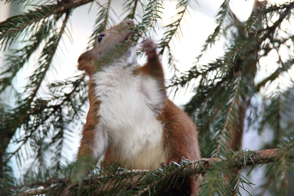 Climbing and eating squirrel — Stock Photo, Image