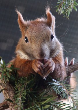 Tırmanma ve sincap yemek