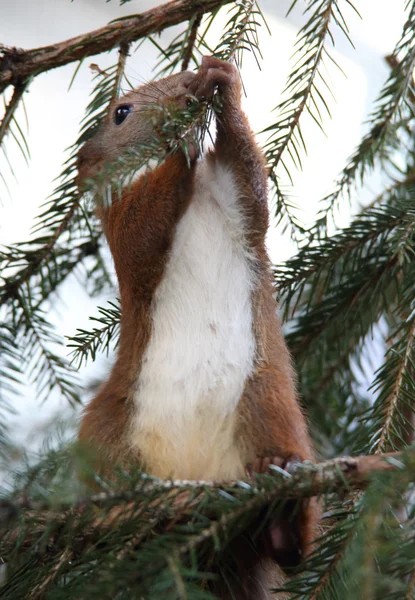 Climbing and eating squirrel — Stock Photo, Image