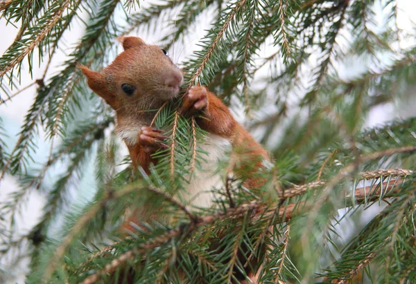 Trochę quirrel — Zdjęcie stockowe