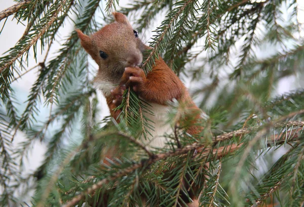 Trochę quirrel — Zdjęcie stockowe