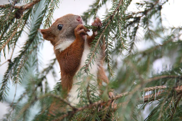 Pequeno esquilo — Fotografia de Stock