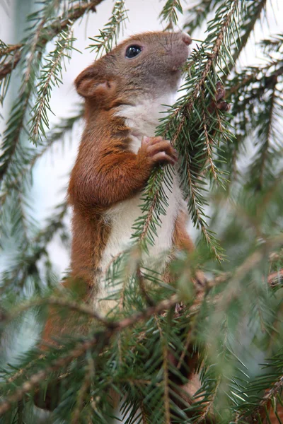 Pequeno esquilo — Fotografia de Stock