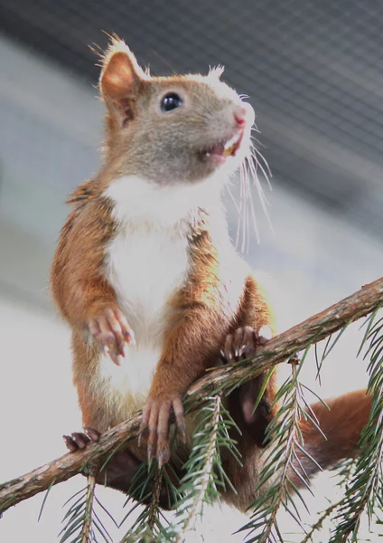 Młody wiewiórka — Zdjęcie stockowe