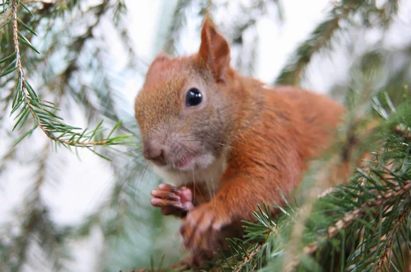 Jonge eekhoorn — Stockfoto