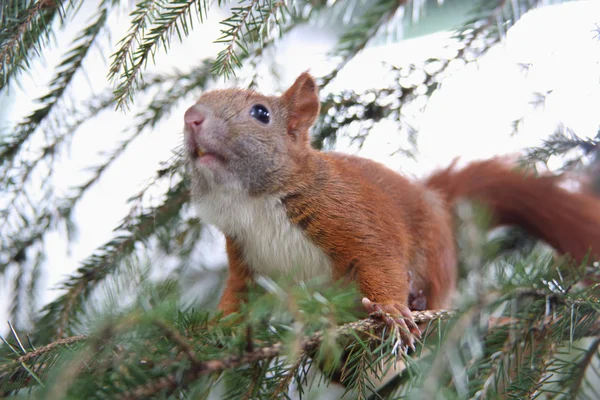 Young squirrel — Stock Photo, Image