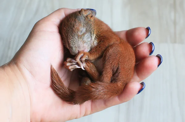 Baby squirrel — Stock Photo, Image