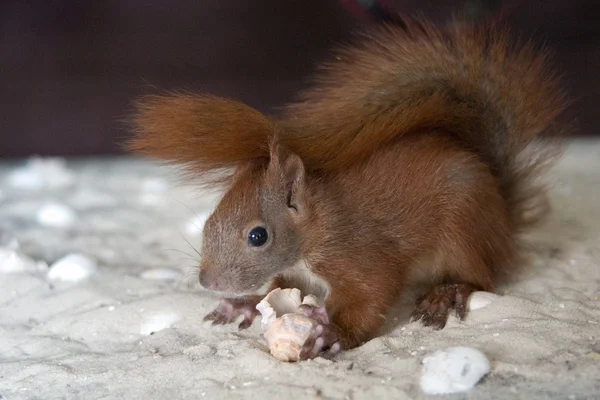 Young squirrel — Stock Photo, Image