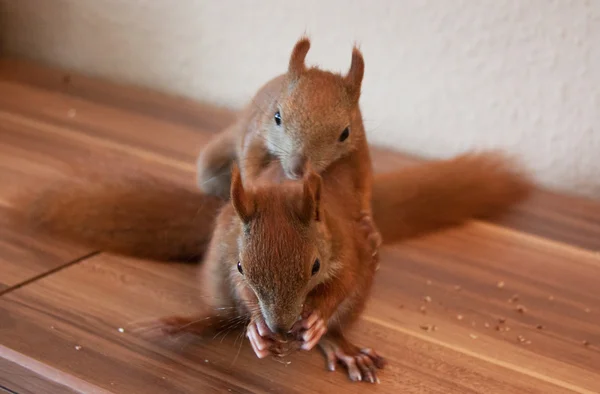 Junghörnchen — Stockfoto