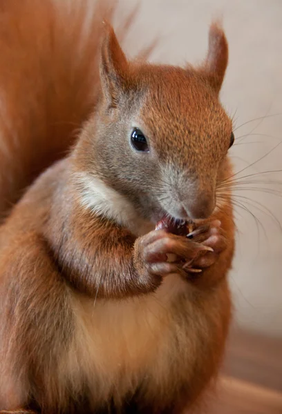 Young squirrel — Stock Photo, Image