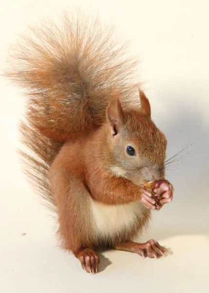 Young squirrel — Stock Photo, Image
