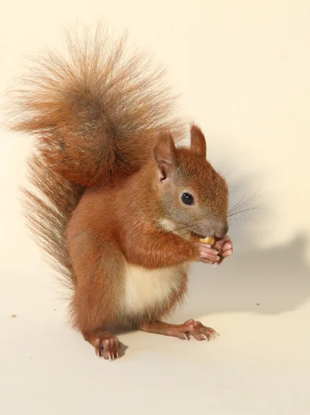 Young squirrel — Stock Photo, Image