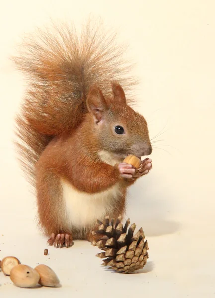 Young squirrel — Stock Photo, Image