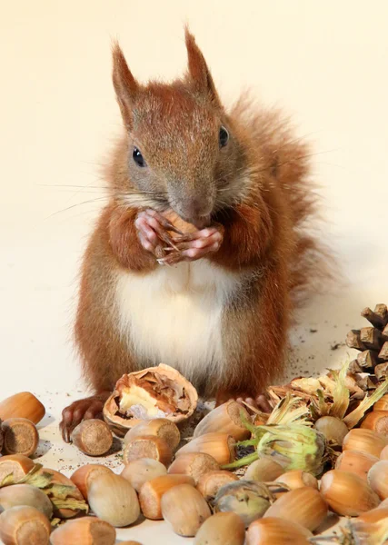 Ardilla pequeña — Foto de Stock