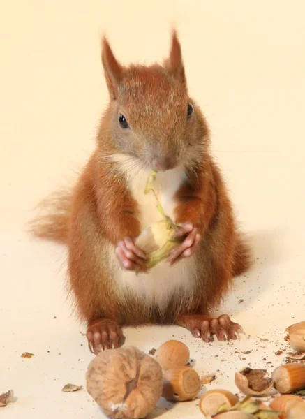 Little squirrel — Stock Photo, Image