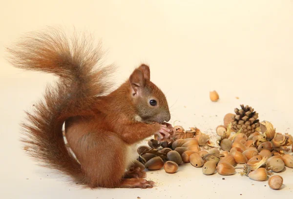 Piccolo scoiattolo — Foto Stock