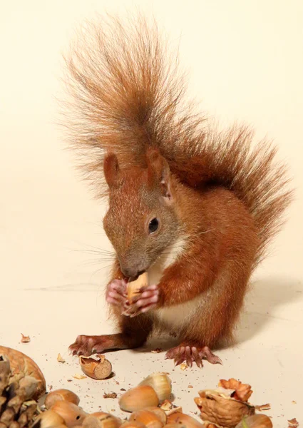 Ardilla pequeña — Foto de Stock