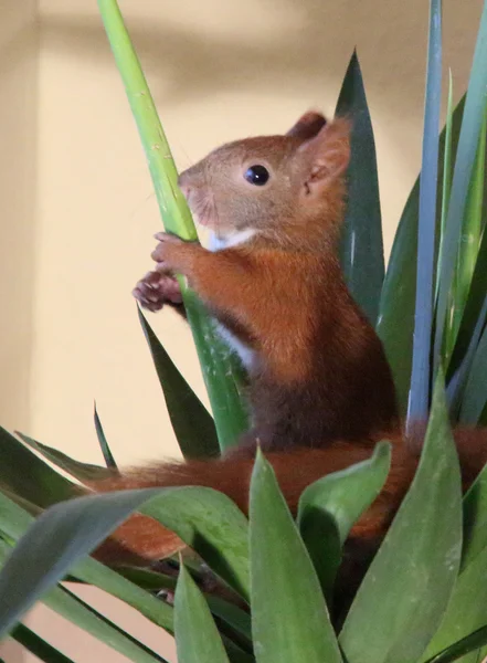 Ardilla pequeña — Foto de Stock