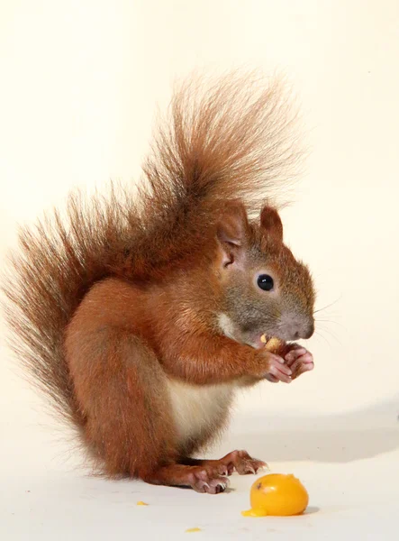 Little squirrel — Stock Photo, Image