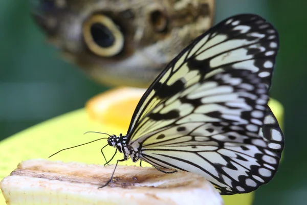 Hermosa mariposa en una hoja — Foto de Stock