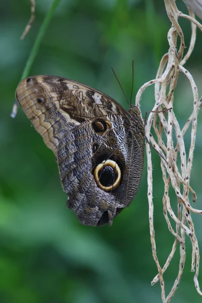 Bella farfalla su una foglia — Foto Stock