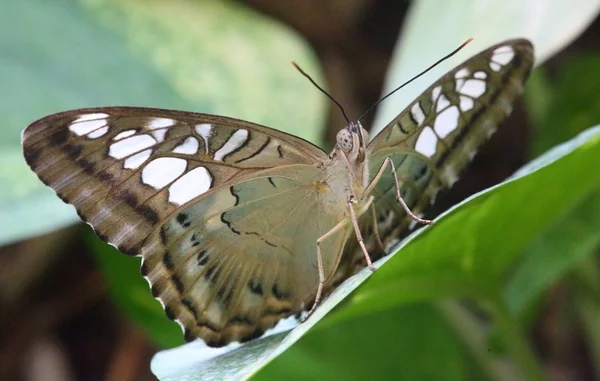 Hermosa mariposa en una hoja — Foto de Stock