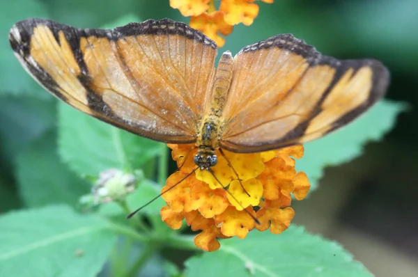 Farfalla... sgombro — Foto Stock